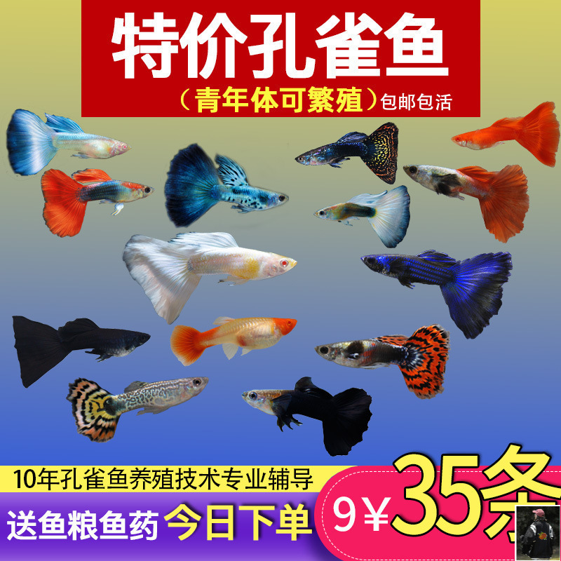 Guppy Fish, Tropical Fish, All Species, Cleaner Fish, Easy-To-Raise Ornamental Fish, Small Freshwater Zebra Fish, Goldfish, Others