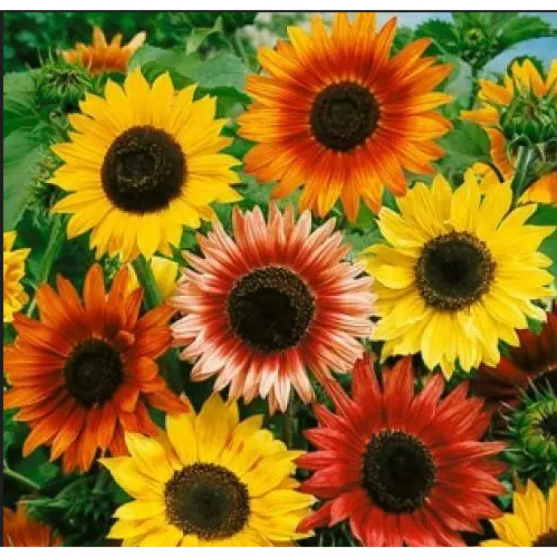 Семена подсолнечника, декоративные съедобные семена цветов, комнатные горшечные растения круглый год, семена подсолнечника на открытом воздухе во дворе, легко жить