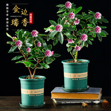 金边瑞香盆栽浓香型带花苞室内老桩客厅观花植物耐寒花卉四季开花