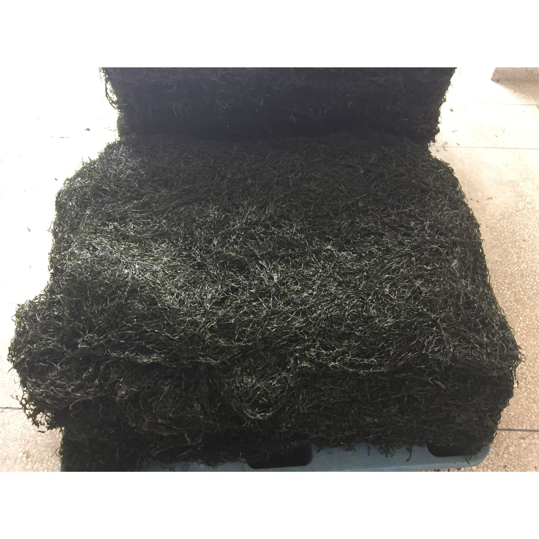 鲜烤海带丝(平饼)_副本