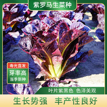 �߮a���_�R���˷N���̨�ļ��߲˷N�ѿڸкÿ����Դ���������