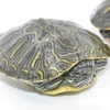 3-4 cm Brazilian turtle