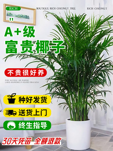 ���FҬ�Ӵ��;Gֲ�����҃ȿ͏dɢβ���k���Һ��Bֲ���辰�ļ�����