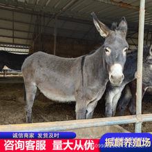 驴 广西肉驴怎么卖 三粉驴一头 德州驴价格 乌头驴养殖场