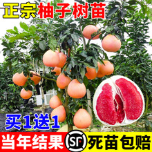 ڼ޽ӘtԵϱNֲt箔Y