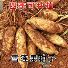 天山雪莲果种籽红心黄心种子优选四季高产黄心雪莲种子全国适用