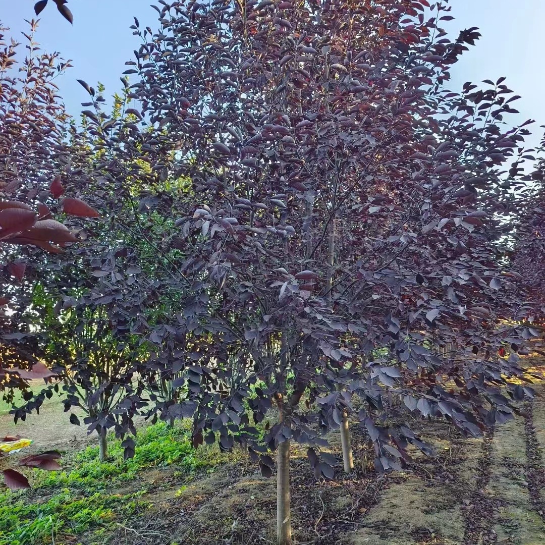 批发紫叶李树苗 红叶李大小树 3-20公分粗规格齐全园林绿化