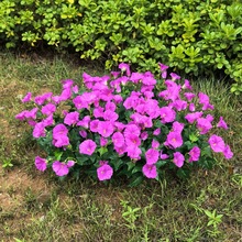 Rd羳滨ţȻٻҾӑͥԺ@ֲ廨b