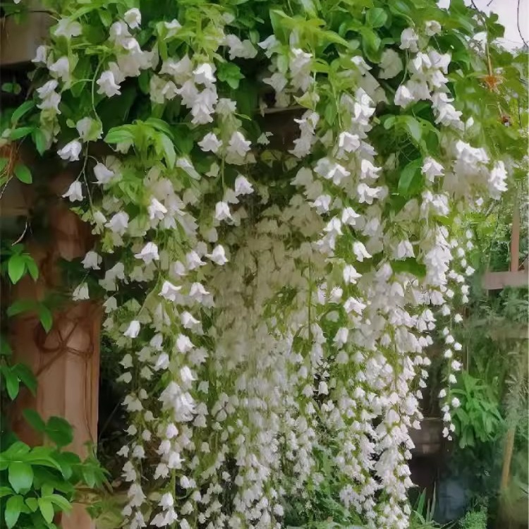 垂丝茉莉花种子爬藤植物四季通用茉莉花种子室内户外种植植物种孑