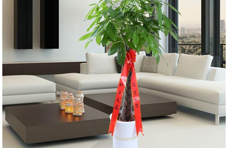 ��������ͼ�����ڻ��� �辰ֲ�� ���������� �������⻨�� ��