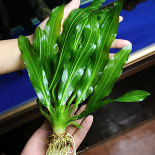 Big Nine-Leaf Crown Grass Real Aquatic Fish Tank Decoration Living Lazy Aquatic Grass Freshwater Stemed Medium Background Negative Grass
