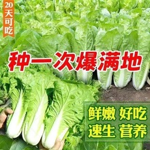 25天速生快菜四季奶油小白菜鲜嫩阳台易播耐热抗病蔬菜种子大全