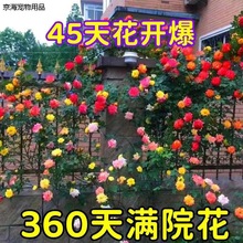 ��ɫ�໨�Nޱ���������¼��_���̨�����ٱ�ֲ��ͥԺ���������