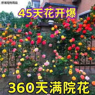 ��ɫ�໨�Nޱ���������¼��_���̨�����ٱ�ֲ��ͥԺ���������