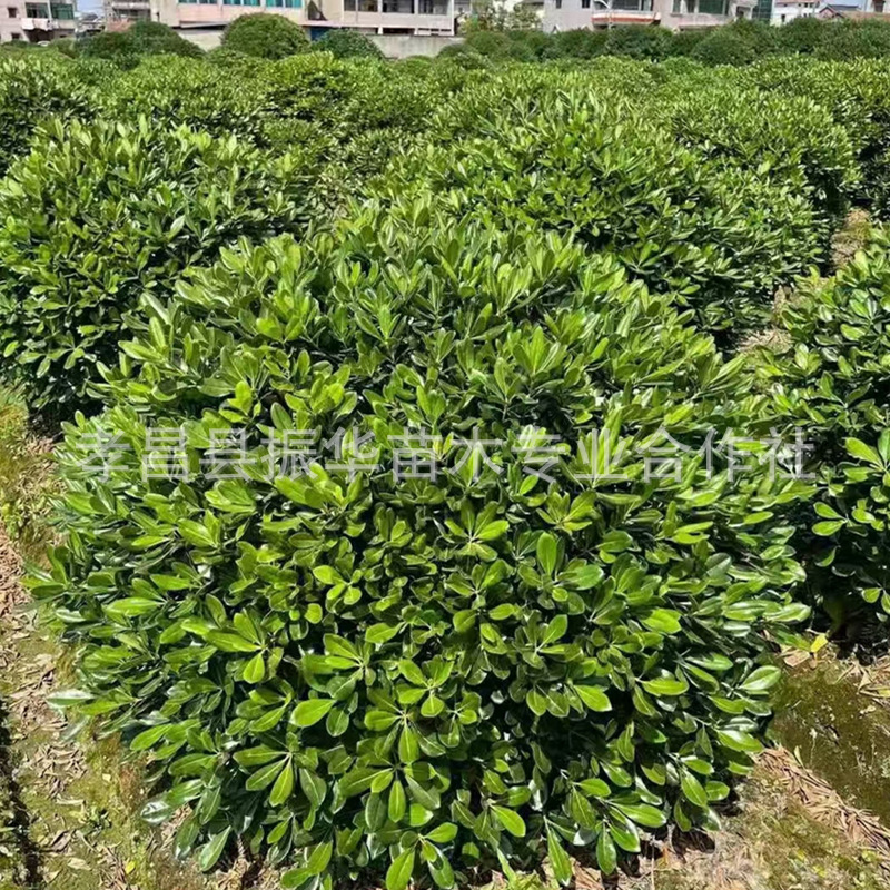 190a45af38e7b1d30f2343ee9eb599