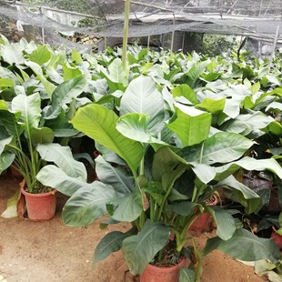 ���،����k���҃ȴ��ͻ��ܾGֲ�G��������ζԴ�^�@���^�p�������l