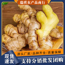 云南小黄姜10斤整箱生姜嫩姜批发现挖蔬菜新姜仔姜沙当季新鲜全年
