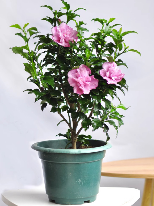 一件代发可食用重瓣木槿花大红花木槿树苗庭院绿化苗木地栽盆栽耐