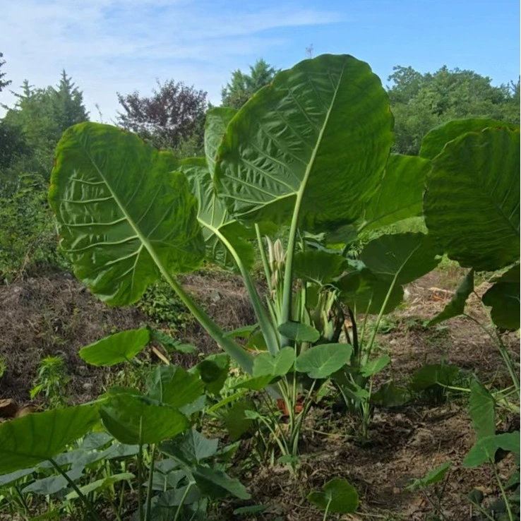 Слоновье ухо, таро, стреловидный корень и стреловидный корень - крупнолистовые рассады для наружного использования высотой 0,3- 2m метров. Большое количество зеленых растений для двора доступно по льготным ценам.