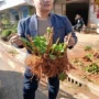 四季室外庭院开花苗