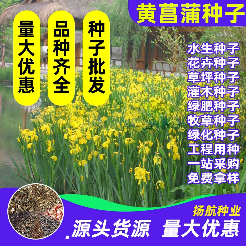 Акорус семена карамуса желтый Ирис водные очистные растения водно-болотные угодья водопроводное растение семена воды свеча цветочные семена