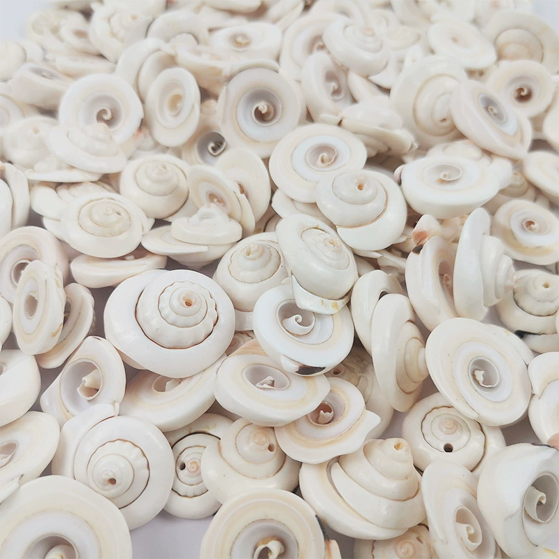 Натуральная ракушка моллюска, раковина Conch, вентилятор, кокосовая птица хвост раковины, оконныйswating паста пассажир стена ID ручная работа