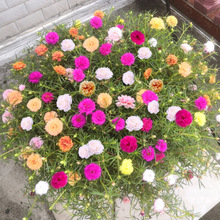 太阳花种小雏菊格桑花种洋桔梗花种籽子凤仙花长春花芝樱花籽绣球