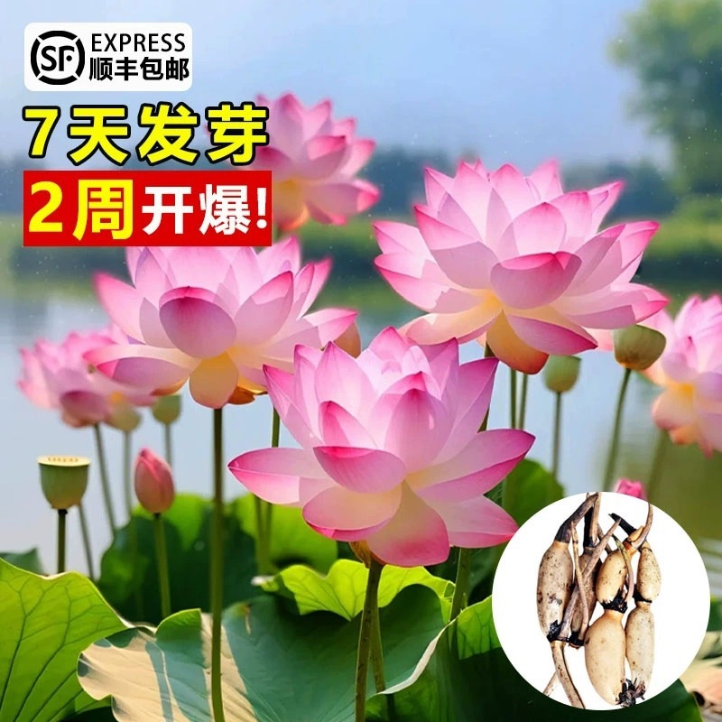 一件代发观赏荷花盆栽水养莲花藕种苗碗莲睡莲花卉种籽子水培池塘