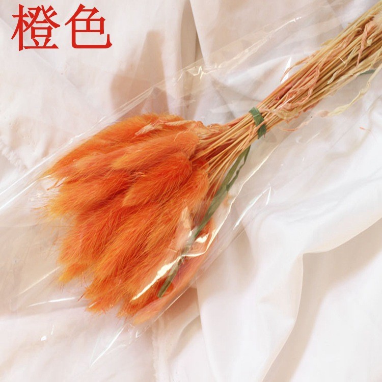 오렌지 토끼꼬리풀 120개 묶음