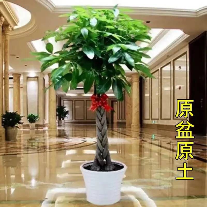 Big Fortune Tree Indoor and Outdoor Flower Bonsai Plant Potted Big Fortune Tree Money Tree Flower Seedlings Living Room Large Green Plants