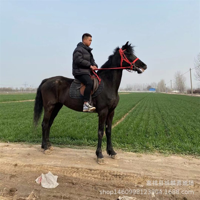 回收马匹 纯血马 半血马 蒙古马 阿拉伯马女士骑乘马哪里有卖的