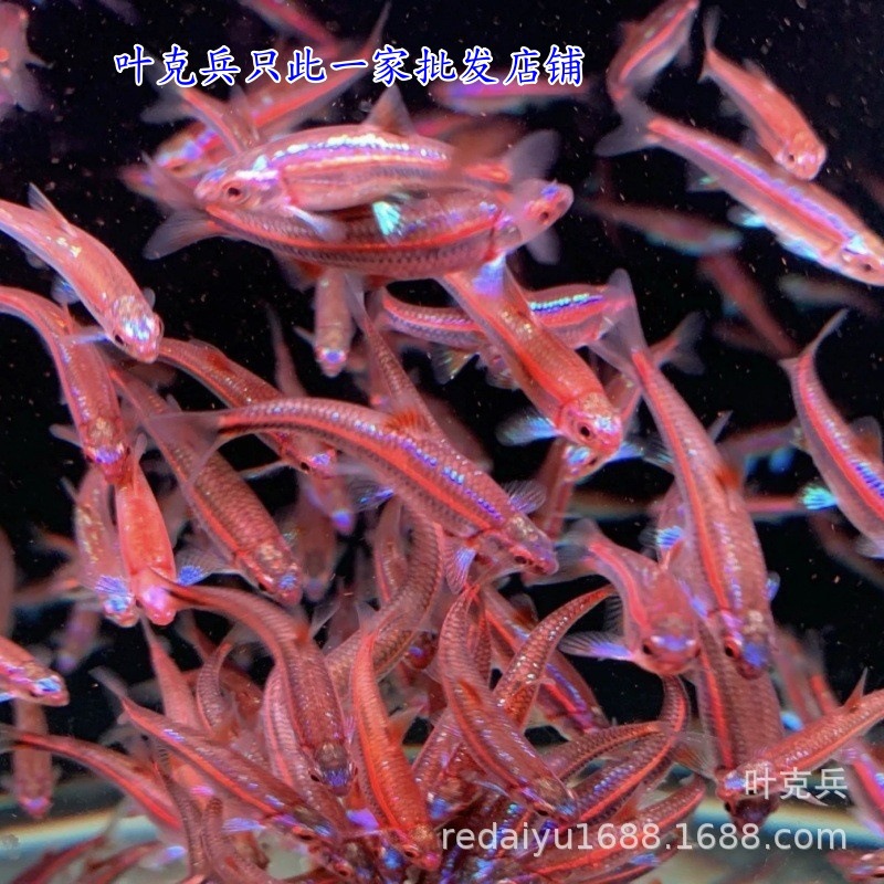 上海批发紫光精灵鱼淡水观赏鱼多彩霓虹灯小型耐寒冷水鱼灯鱼