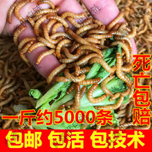 ����x���w �S���x���x  �����~ϐ���J���u��ü�Bʯ�����