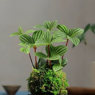 ݆�~����G����Ƥ�������^�҃��k�����������ԃ����՚��ݗ��Gֲ