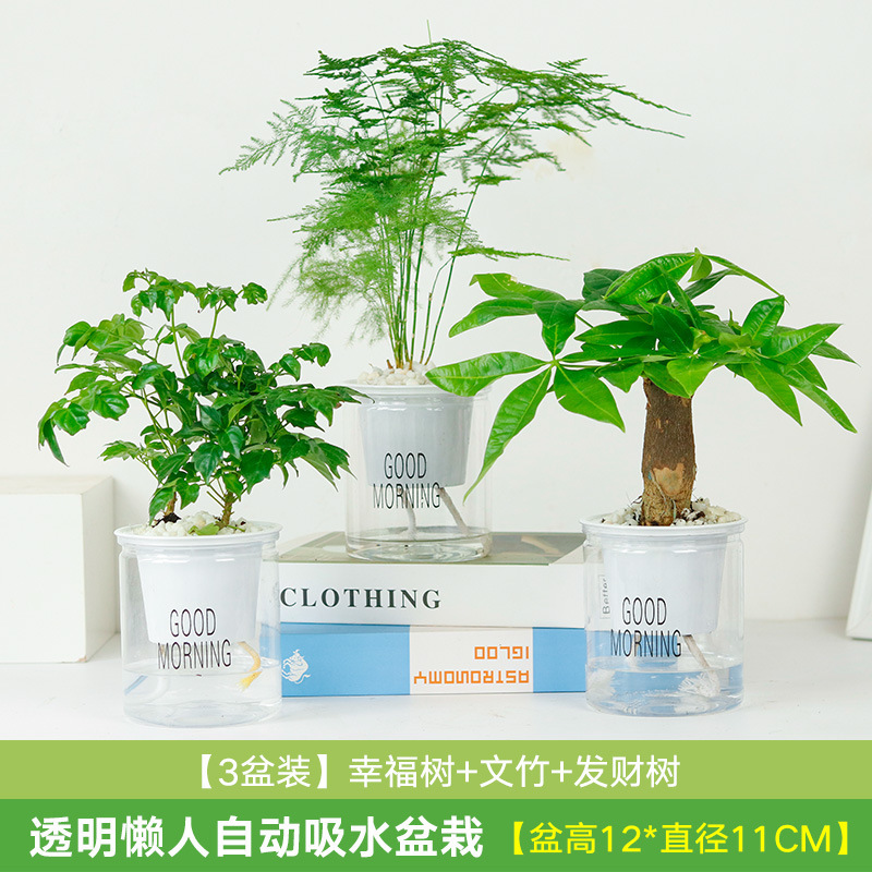 뜨거운 판매 3 화분 돈 나무 + 행복 나무 + 아스파라거스 대나무 (흡수성 분지)