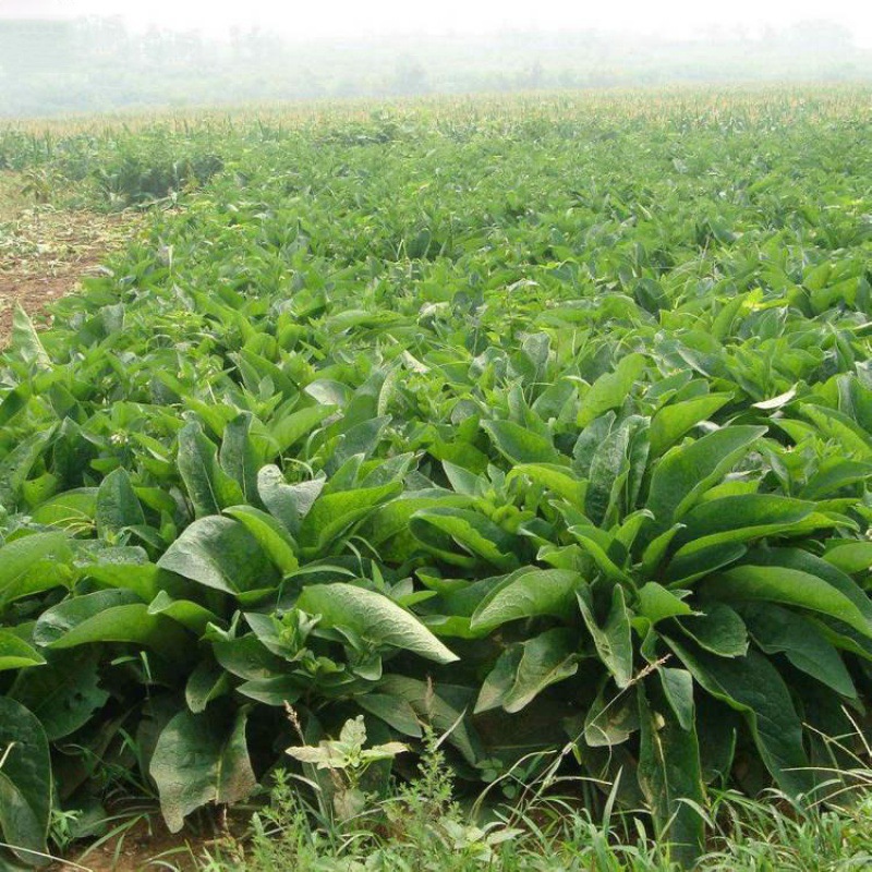 鲁梅克斯种子俄罗斯饲料菜种子 菊苣 黑麦草多年生四季牧草种子