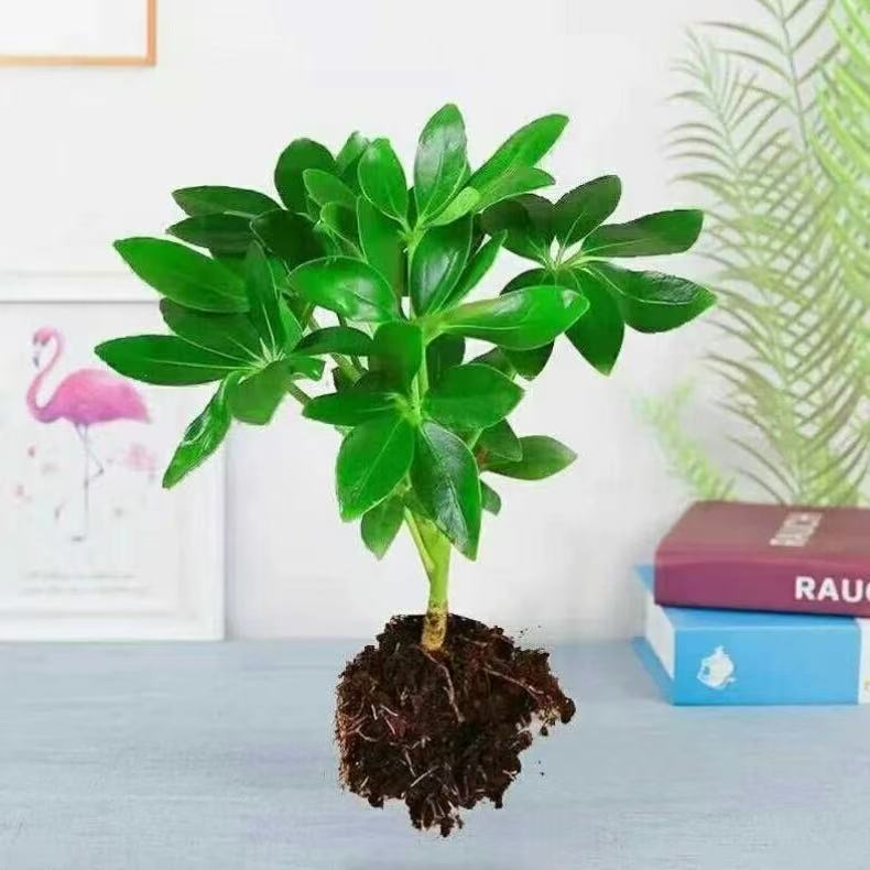 1 arbre de toutes provenances [expédié à la plante, sans pot] aucune garantie de survie.
