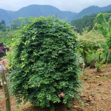 园林庭院别墅绿化中国青流泉红枫