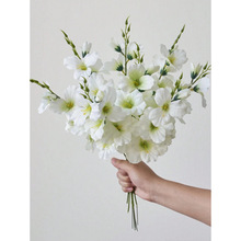 G 36919 Wedding Gladiolus ����װ�ν����羳����ͨ��