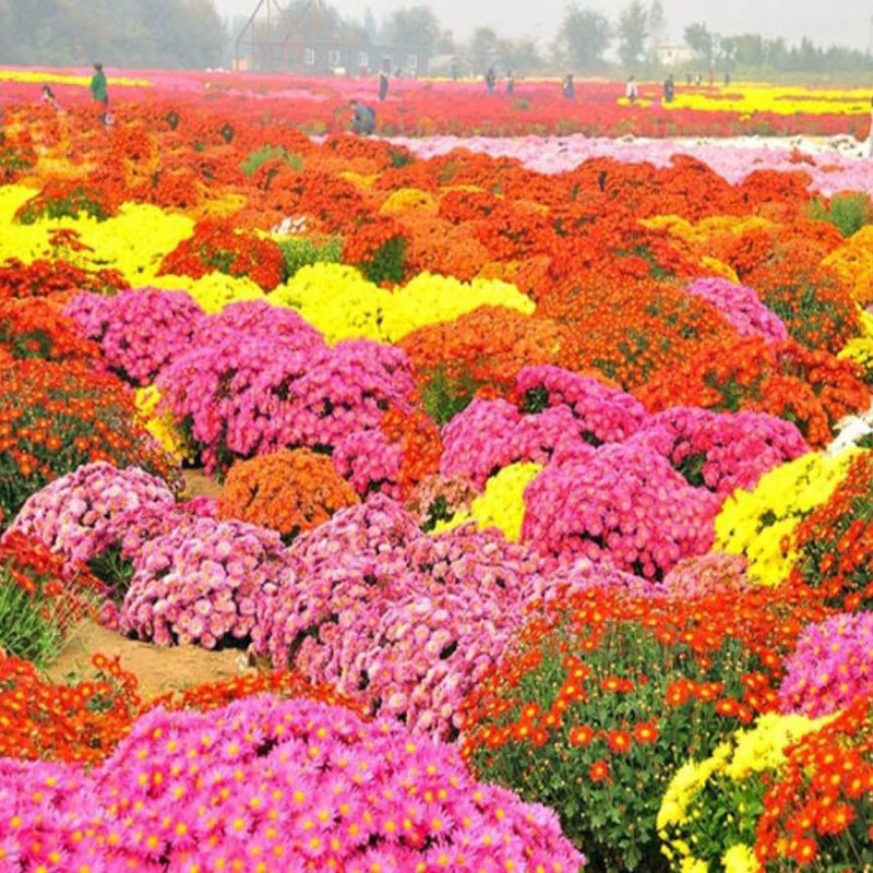 Семена почвенных хризантем Four Seasons легко выращивать на открытом воздухе семена живых цветов балконное цветение садовые цветы цветочные семена
