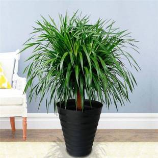 ���;Gֲ��횘���^��Ѫ�����F���҃ȿ͏d���Ի���ֲ���k�����辰