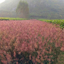 ů�����o�²������۲� ���۲��͟��ԘO�����ڳ־÷�ɳ�������L�s