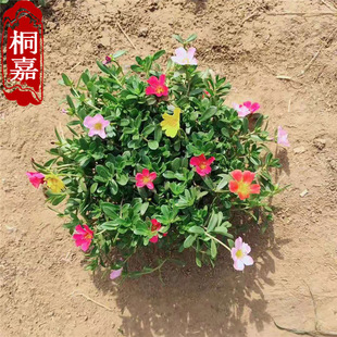 ���ع���̫ꖻ� ��֦ɏ���Ի� ���N�r��ݻ��޸��������l�G����ľ