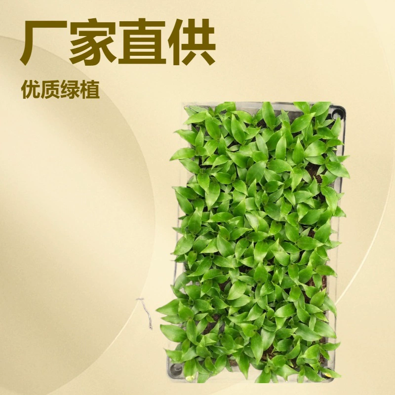 Заводская база снабжения Офис Дом листва зеленое растение прямая версия узкий лист Йемен железо саженцы садовые цветы саженцы оптом