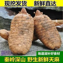 年新货深山新鲜天麻冬麻现挖发货仿野生鲜天麻陕西汉中鲜天麻包邮