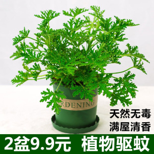 ��ò�����ֲ�������҃ȾGֲ���ÿ��_�������x���÷N����ͥԺ���~