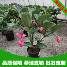 宝莲灯盆栽网红花四季开花室内办公室阳台绿植花卉盆栽带花苞批发