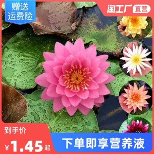 ��˯ɏ���K����˯ɏ��ˮ��ֲ���ļ�ɏ������ˮ�B���ܺɻ�˯ɏ���o