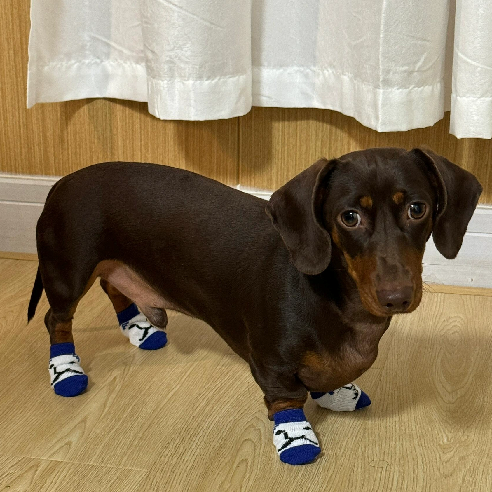 Такса Керги Домашние животные Собаки Кошки Носки Износостойкие Кошки Противоцарапать Грязные и нескользящие ножки Набор из 4