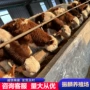 养殖多少肉牛犊